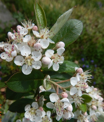 Red Chokeberry