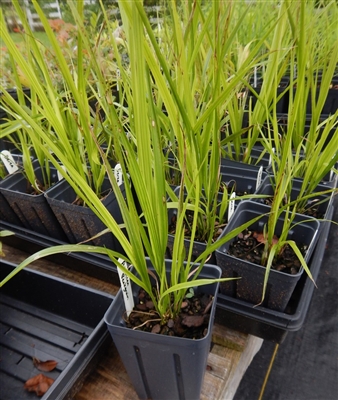 American Beak Grass